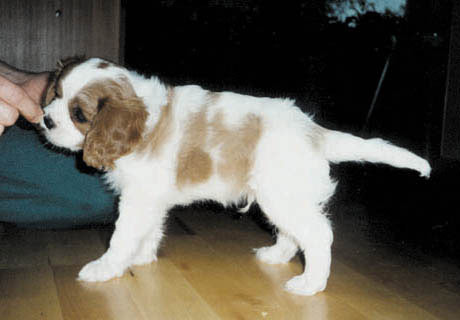 Tino 8 vkon ik�isen�