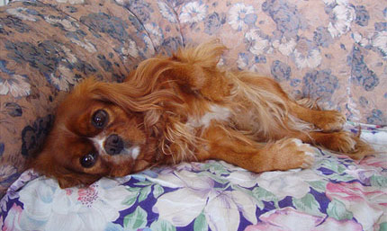 Anni mietteiss��n sohvan kulmassa