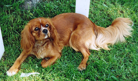 Anni nuorena tytt�n�