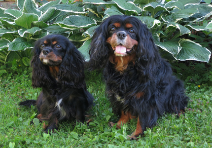 Kalle ja tyt�r Nekku hein�kuussa 2012