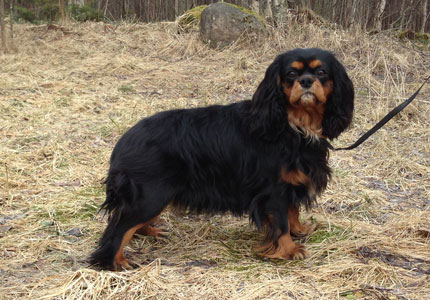 Nelli 10 kuukauden i�ss� (huhtikuu 2014).