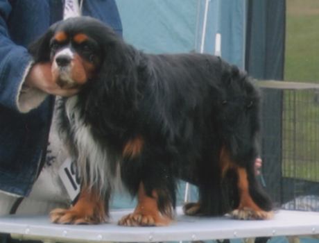 Turo Joensuun koiran�yttelyss� 23.5.2004