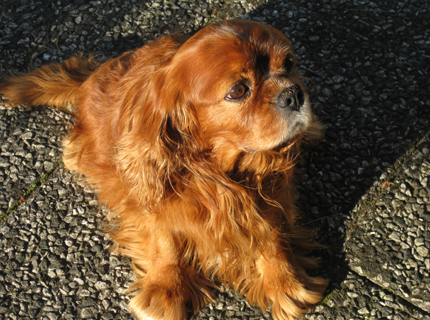 Ruben kes�kuussa 2011