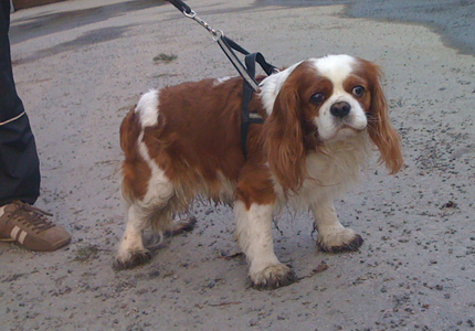 Eppu kev�ttalvella 2010