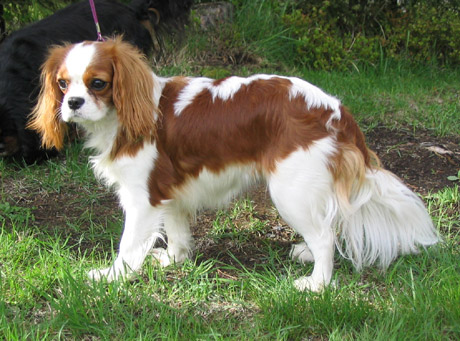 Fasu Joensuun n�yttelyreissulla (23.5.2004)