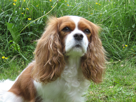 Gini 4 vuotta - Mustialan n�yttely kes� 2008