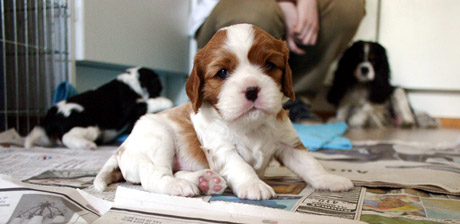 Pennuista Gini (Kallioluodon Gilda) huomion keskipisteen�