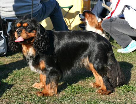 Kallioluodon Herrasmiesvaras 'Rasmus' Tuomarinkartanon n�yttelyss� 17.09.2006