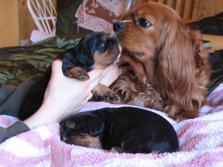 H-pentueen pojat noin kahden viikon i�ss�