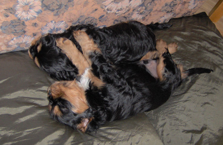 H-pentueen pojat noin seitsem�n viikon i�ss�