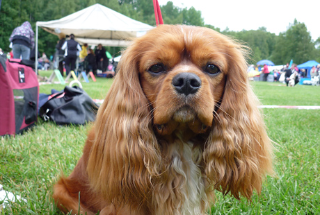 Jeppe Hyvink��n n�yttelyss� 05.07.2009