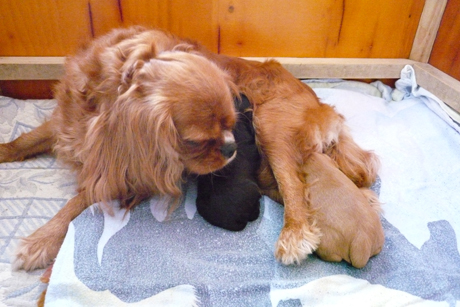 L-pentueen lapsukaiset