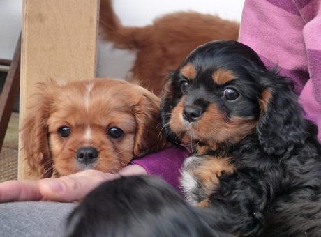 L-pentueen lapsukaiset liki 9-viikkoisina