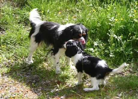 Muusa leikkii Kinuski-�idin kanssa