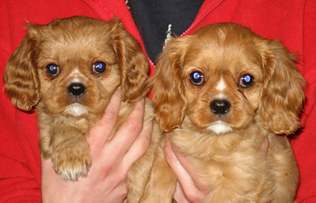 Nata (vas.) siskonsa kanssa - kuin kaksi marjaa