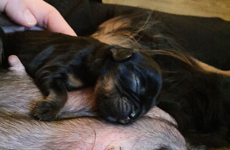 Kallioluodon Neidonkenk� 2 p�iv�n i�ss�