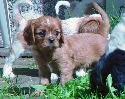 Ruben pikkupentuna (kev�t 2002)