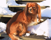 Kallioluodon Angelique 'Anni'