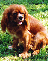 Kallioluodon Angelique aka Anni