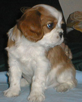 Kallioluodon Bruno Benelli