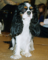 Kallioluodon Black Jack