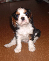 Kallioluodon Columbus