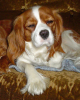 Kallioluodon Dana Scully