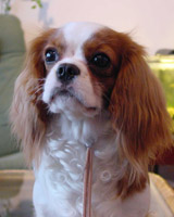 Kallioluodon Fazerina 'Fasu'