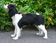 Geisha as a puppy (autumn 2004)