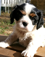 Young Manna (spring 2007)