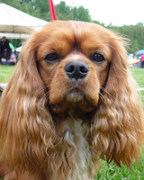 Kallioluodon Jitterbug Jive