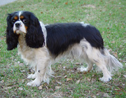 Kinuski, Summer 2002