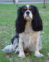 Jablen China Rose 'Kinuski'