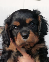 Kallioluodon Lakritsanjuuri