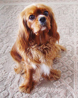 Kallioluodon Charlotte Russe aka Sandy