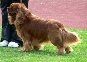 Simon Tries Biely D�mon (kuvan oikeudet Maaret Tapio / Ramsan kennel)